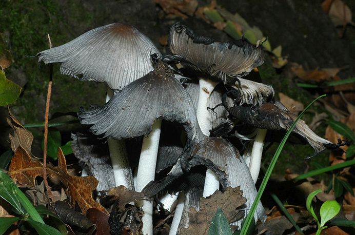 Coprinopsis picacea: la gazza tra i funghi dellinchiostro
